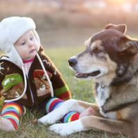 An adorable 8 month old baby girl is bundled up in a sweater and bomber hat looking lovingly at her pet German Shepherd dog as they sit outside on a cold fall day. 